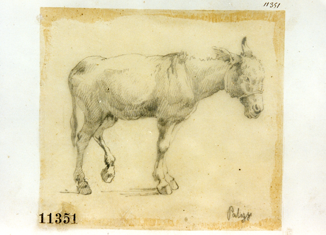 asino (disegno) di Palizzi Filippo (seconda metà sec. XIX)