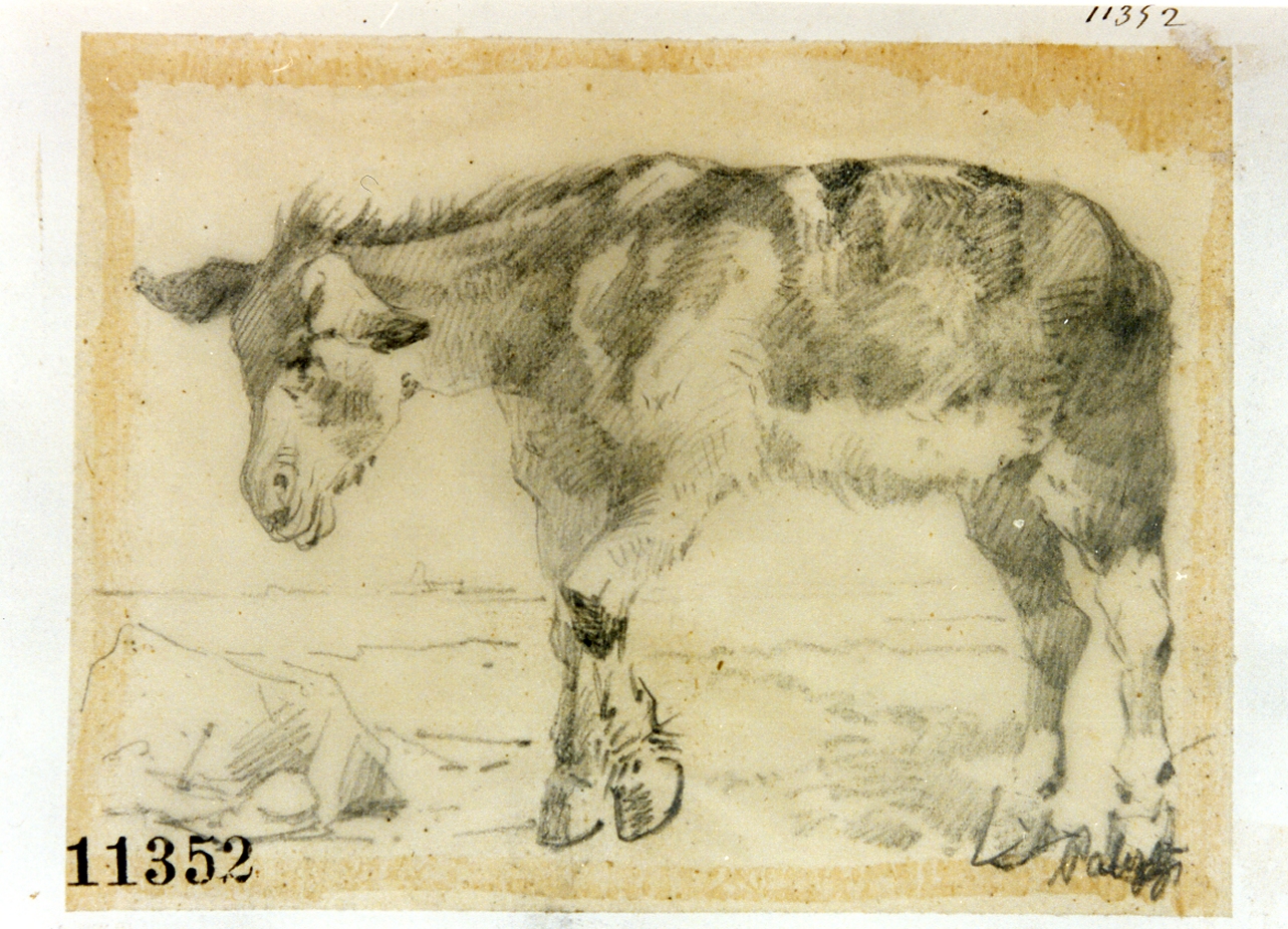 asino (disegno) di Palizzi Filippo (seconda metà sec. XIX)
