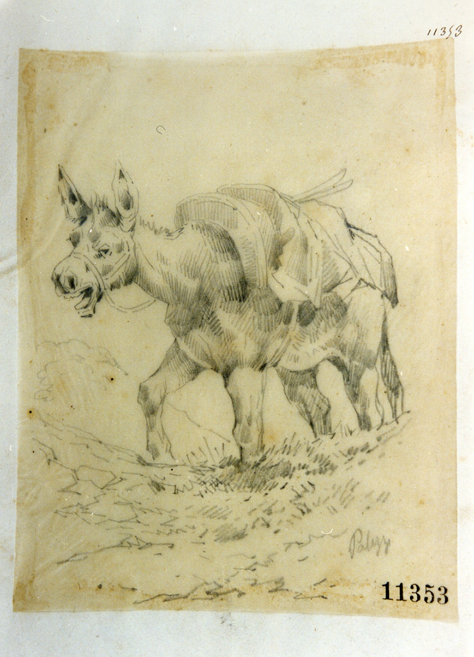 asino (disegno) di Palizzi Filippo (seconda metà sec. XIX)