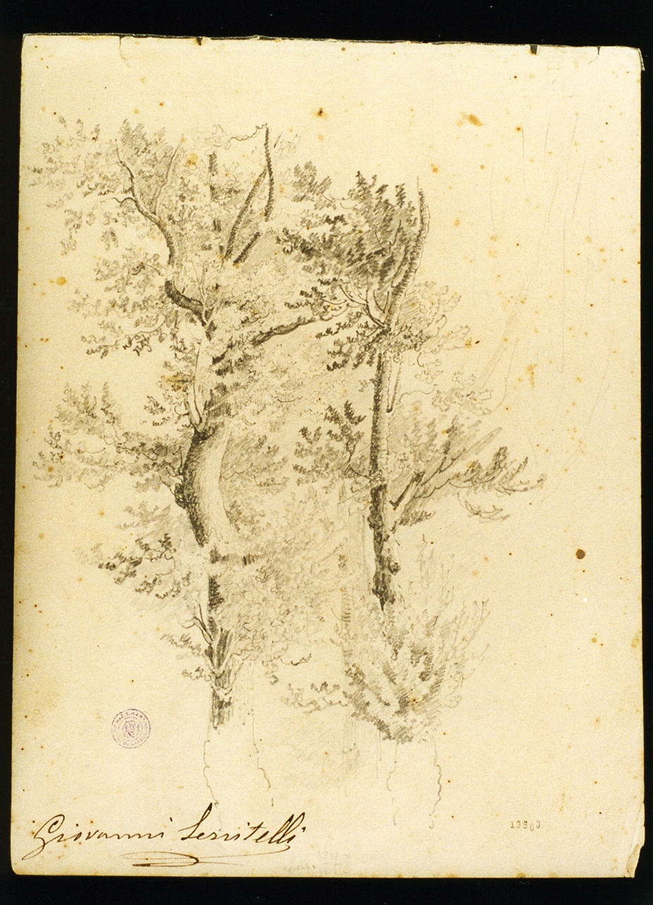 studio di alberi (disegno) di Serritelli Giovanni (metà sec. XIX)