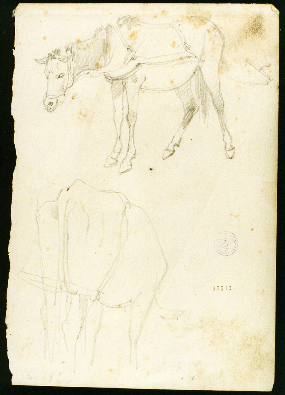 animali (disegno) di Serritelli Giovanni (metà sec. XIX)