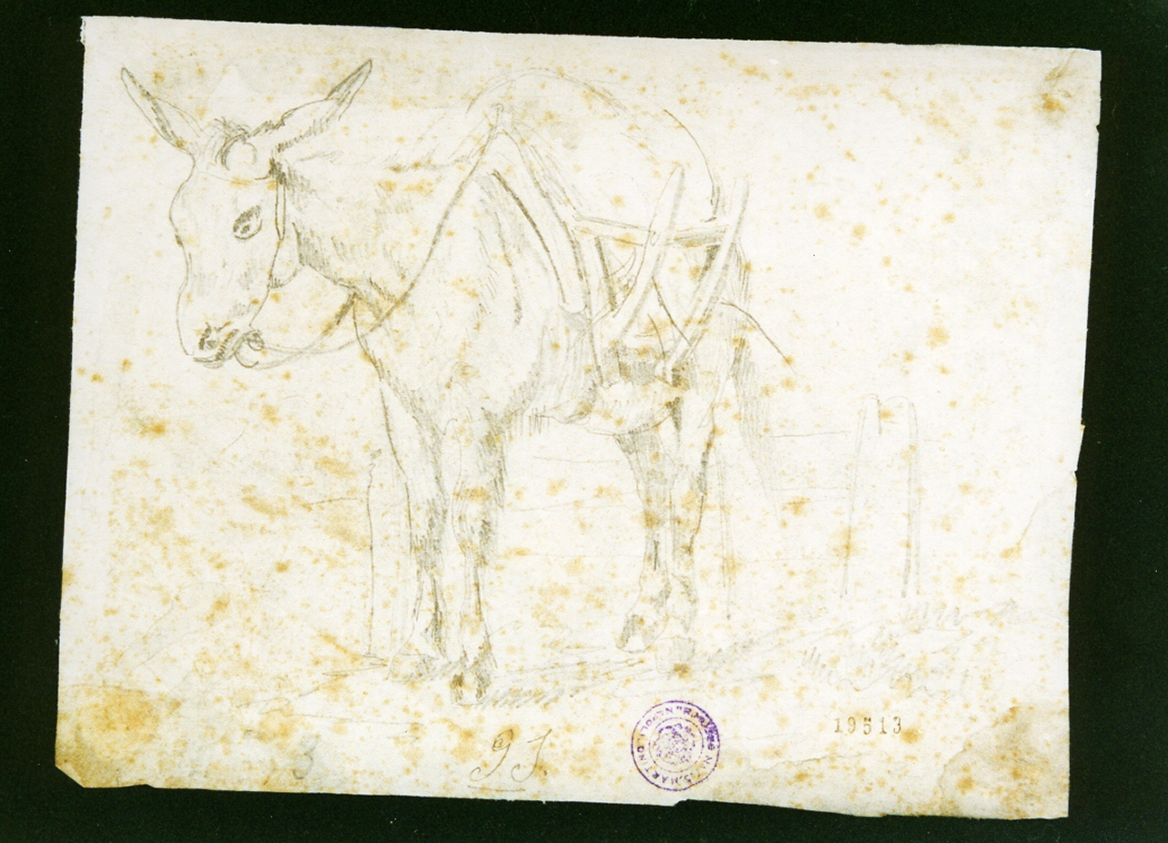 asino (disegno) di Serritelli Giovanni (metà sec. XIX)