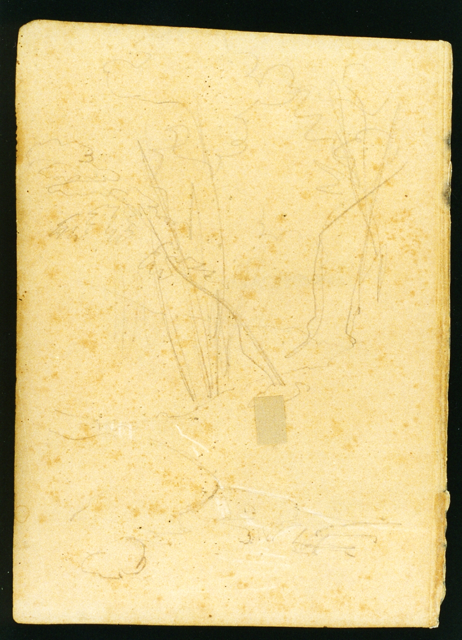alberi (disegno) di Serritelli Giovanni (metà sec. XIX)