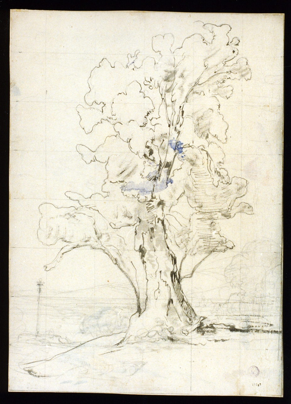 albero (disegno) di Gigante Giacinto (prima metà sec. XIX)
