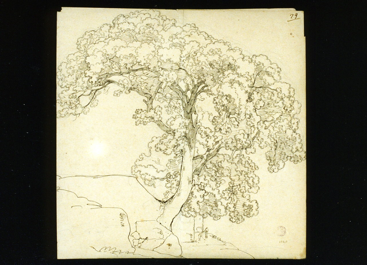 albero (disegno) di Gigante Giacinto (prima metà sec. XIX)