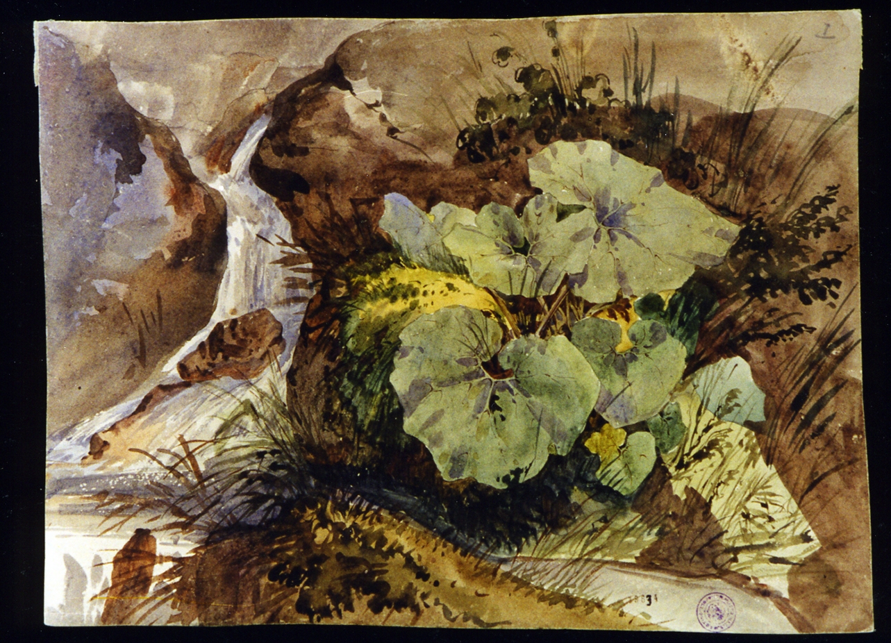 ruscello con piante (disegno) di Vianelli Achille (prima metà sec. XIX)