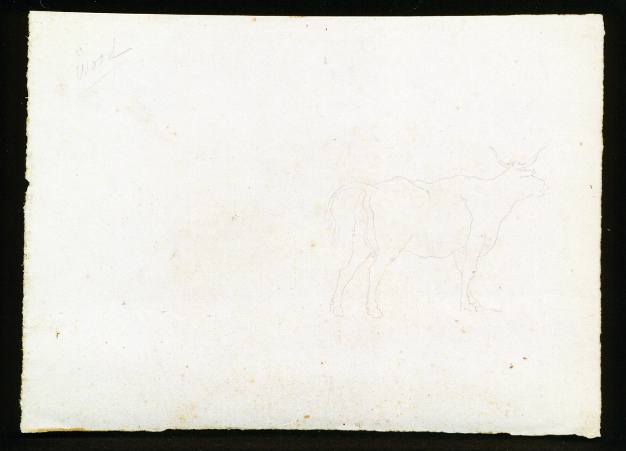 mucca (disegno) di Voogd Hendrik (inizio sec. XIX)