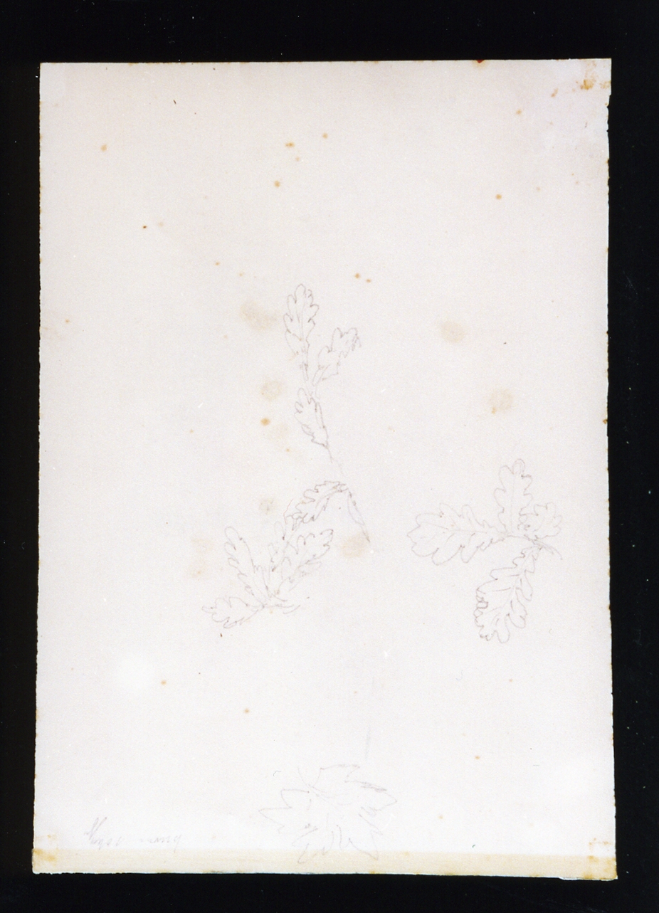 studio di foglie (disegno) di Lanza Giovanni Giordano (sec. XIX)
