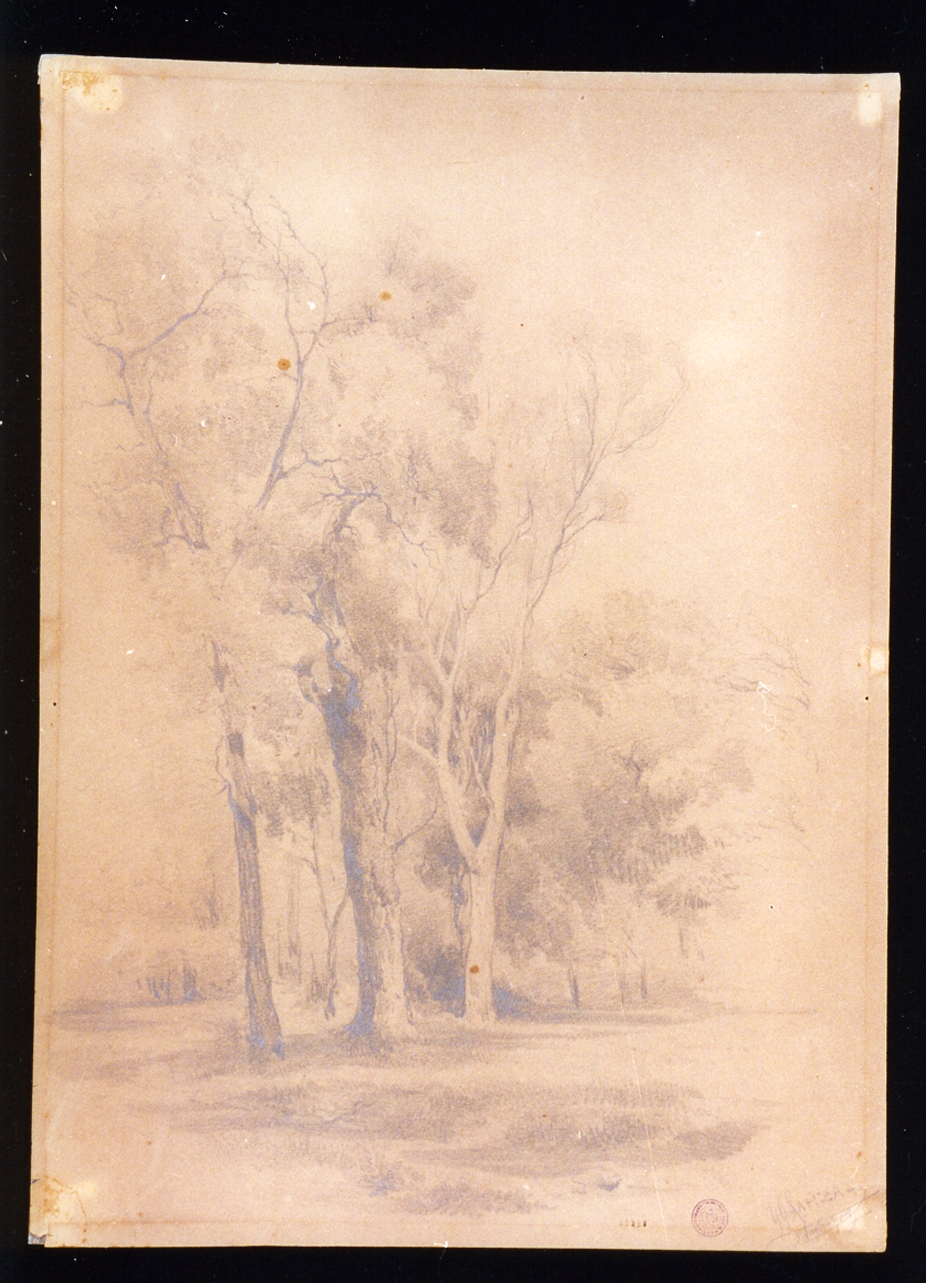 studio di alberi in una radura (disegno) di Lanza Giovanni Giordano (sec. XIX)