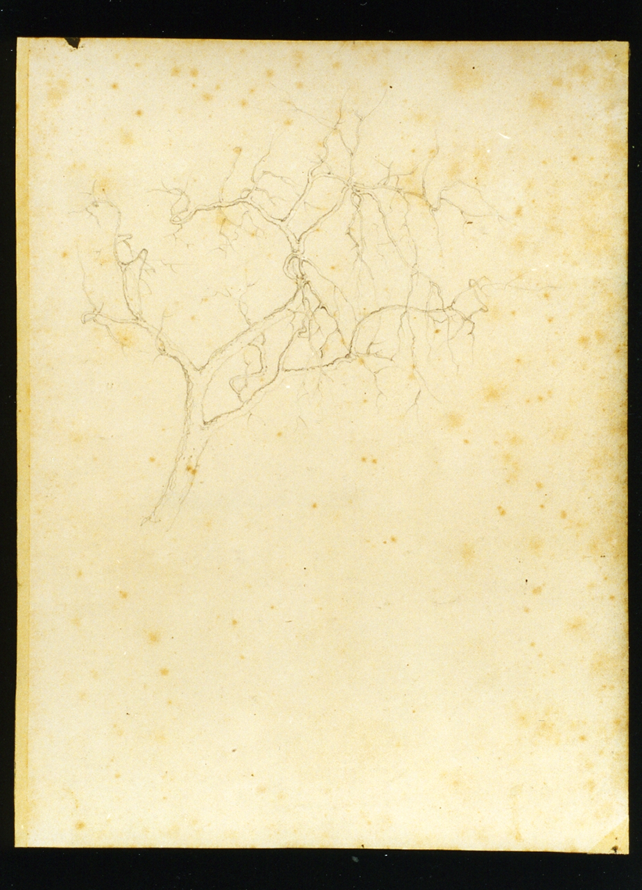 studio di albero (disegno) di Vianelli Achille (sec. XIX)