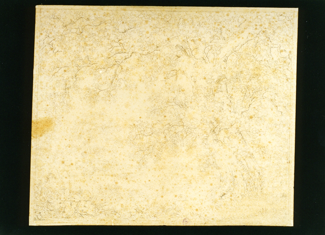 studio di alberi (disegno) - ambito italiano (sec. XIX)