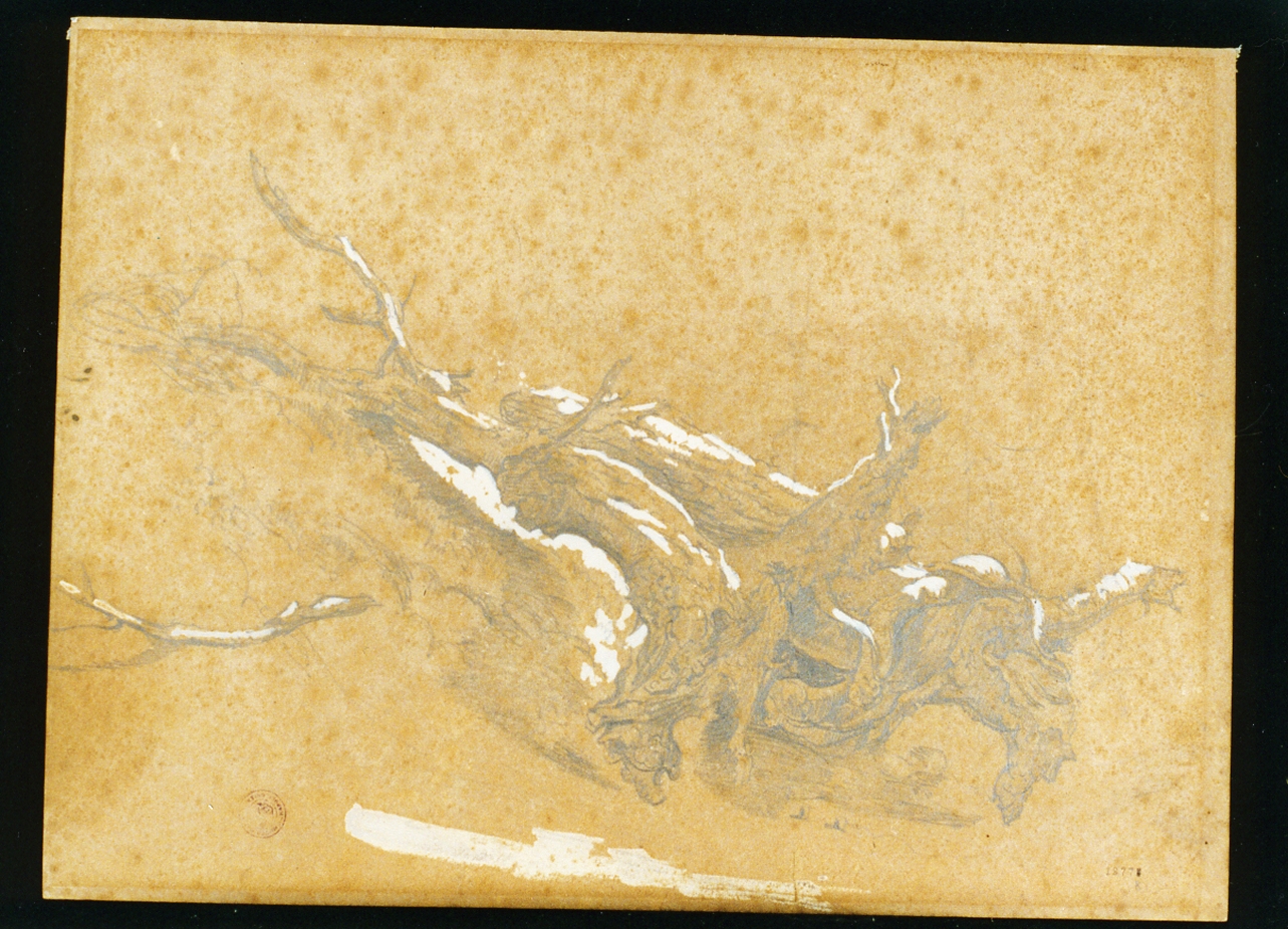 studio di tronco d'albero (disegno) di Voogd Hendrik (sec. XIX)