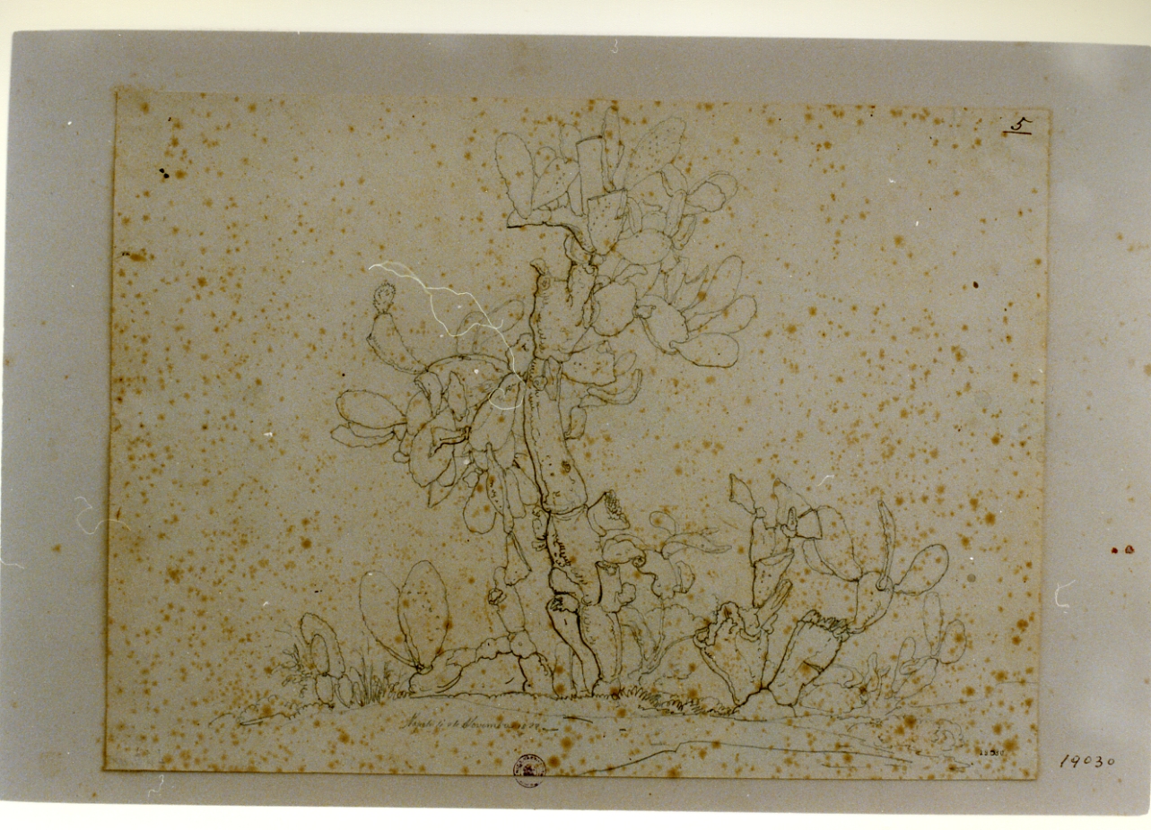 studio di fichi d'India (disegno) di Gigante Giacinto (sec. XIX)