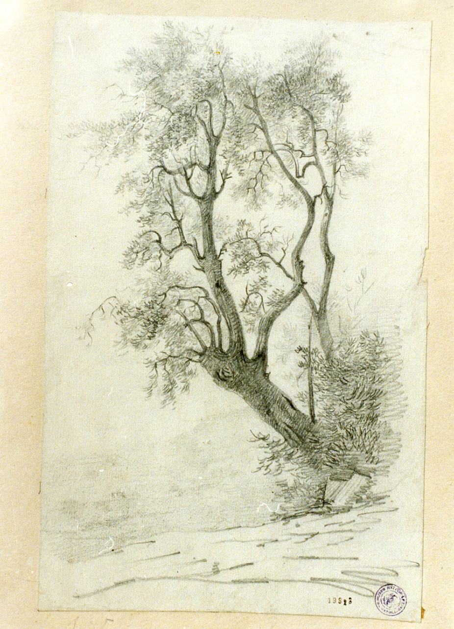 studio di albero (disegno) - ambito napoletano (sec. XIX)