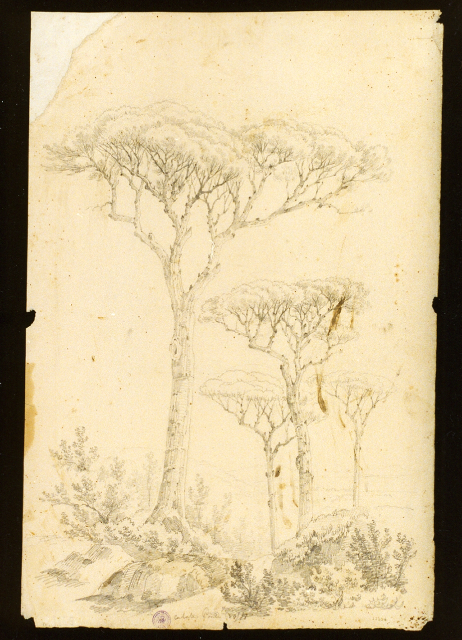 studio di alberi ai Ponti Rossi (disegno) - ambito napoletano (sec. XIX)