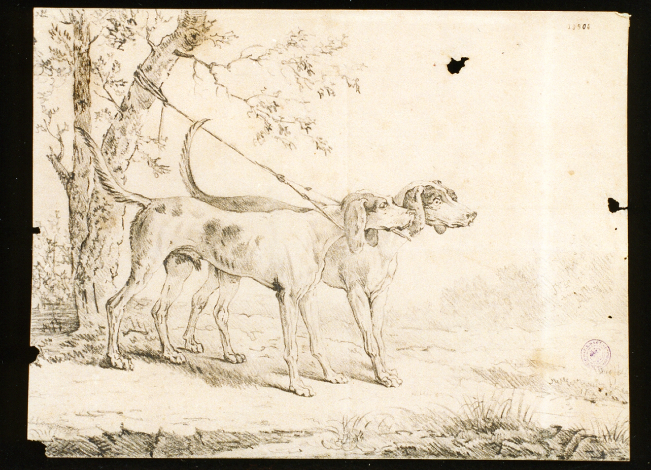studio di cani (disegno) - ambito napoletano (sec. XIX)
