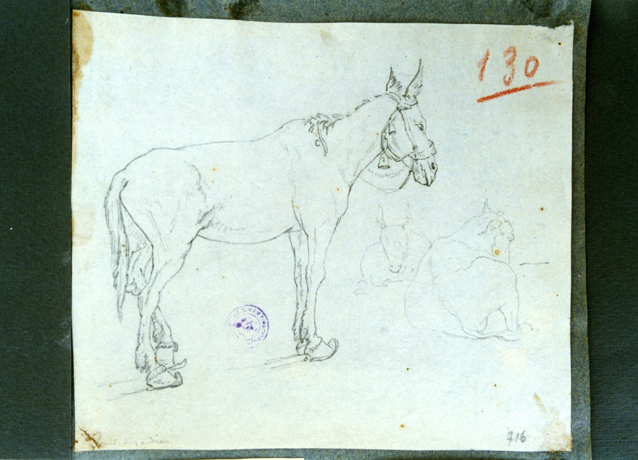 studio di asino (disegno) di Vervloet Frans (secondo quarto sec. XIX)