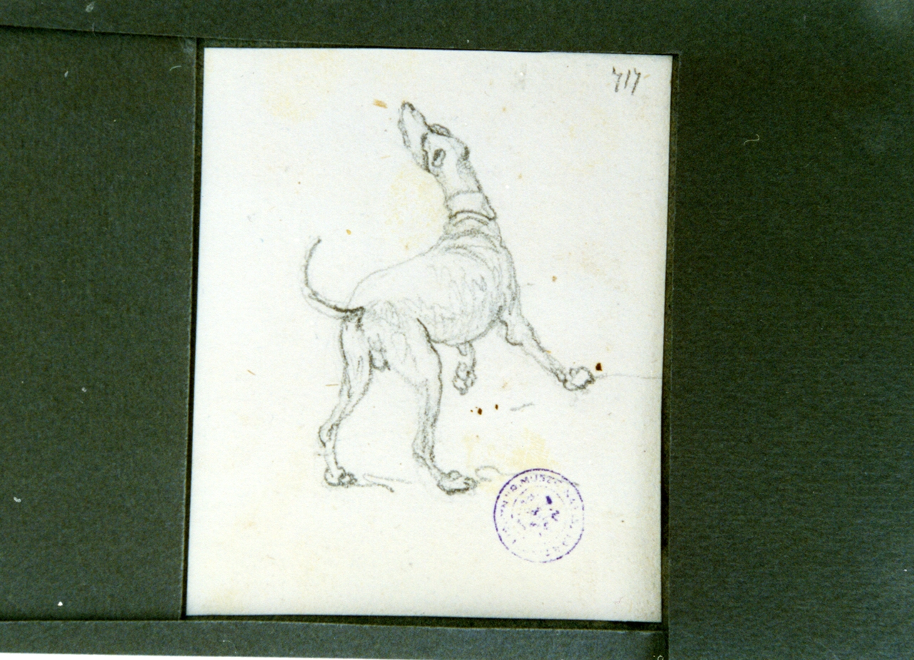 studio di cane (disegno) di Vervloet Frans (secondo quarto sec. XIX)