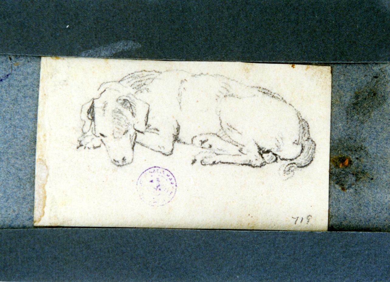 studio di cane (disegno) di Vervloet Frans (secondo quarto sec. XIX)
