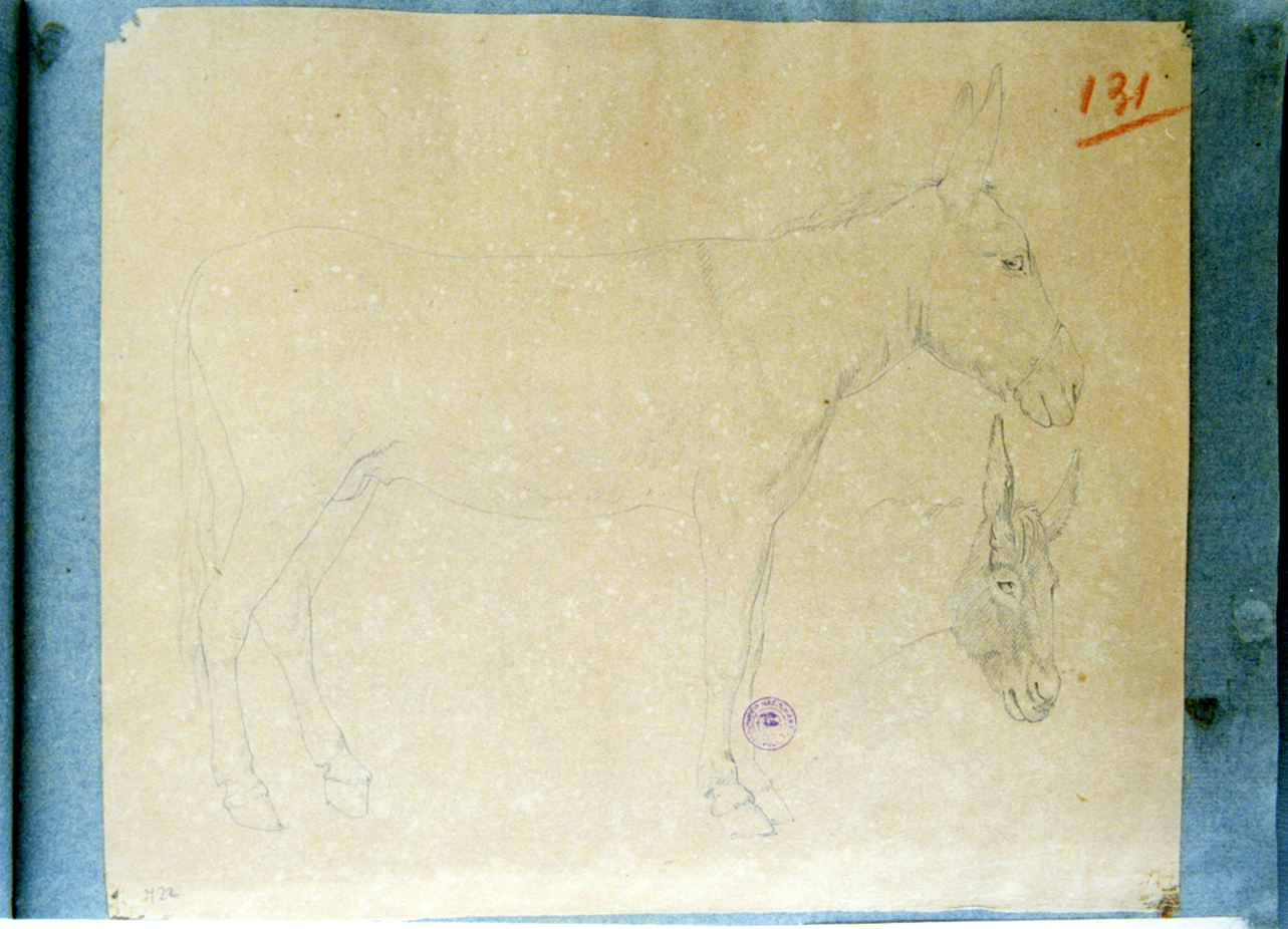 studio di asino (disegno) di Vervloet Frans (secondo quarto sec. XIX)