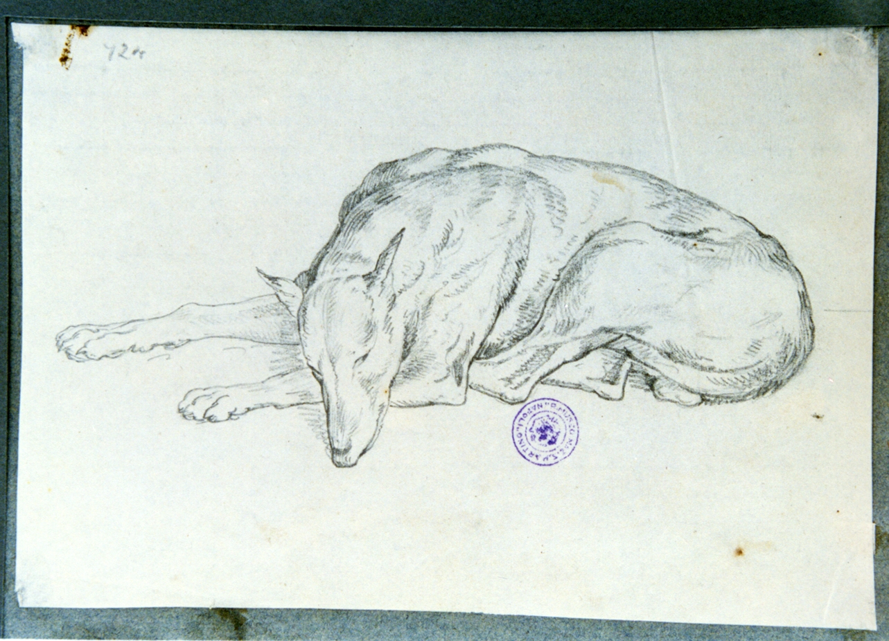 studio di cane accucciato (disegno) di Vervloet Frans (secondo quarto sec. XIX)
