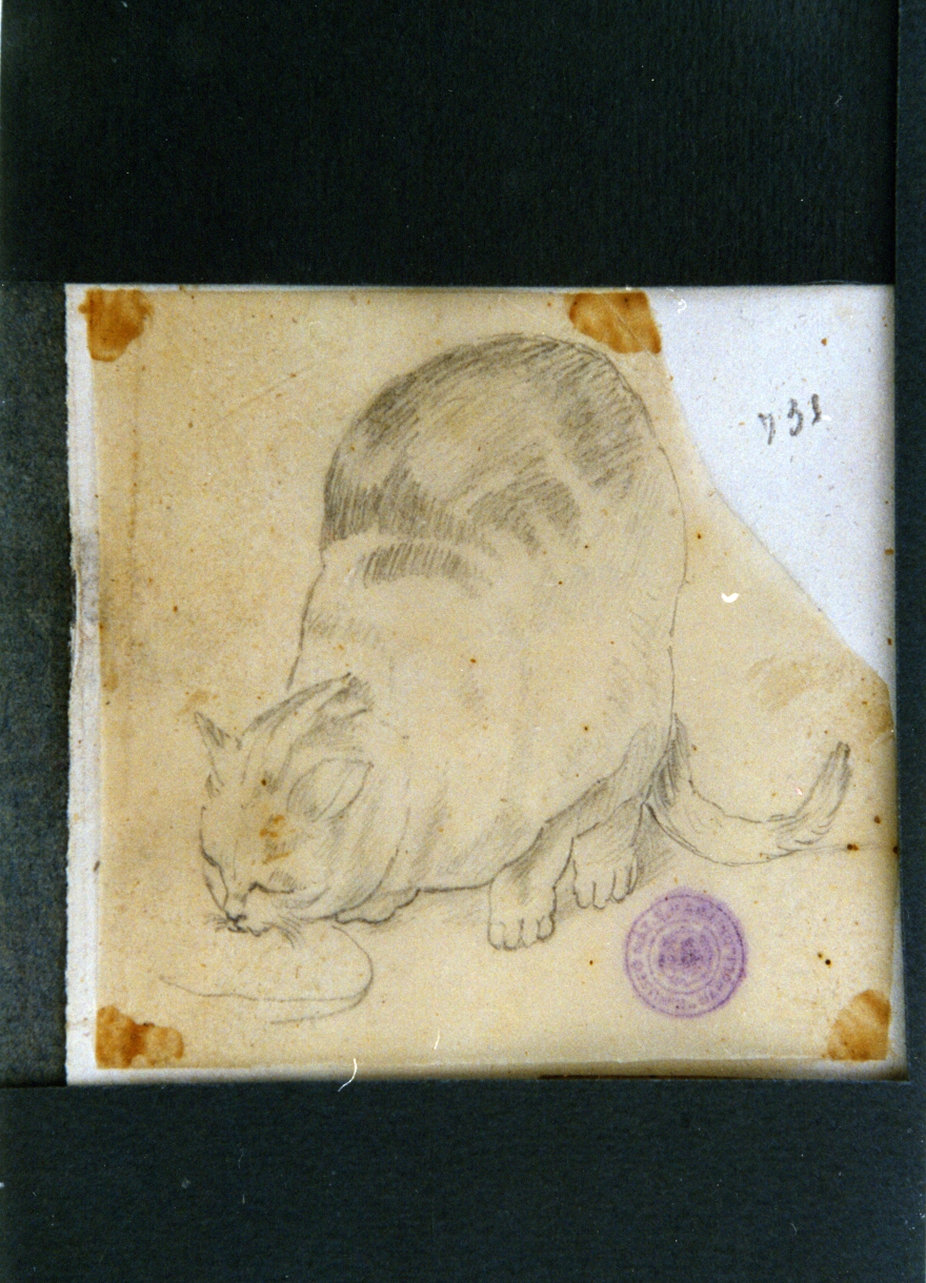studio di gatto (disegno) di Vervloet Frans (secondo quarto sec. XIX)