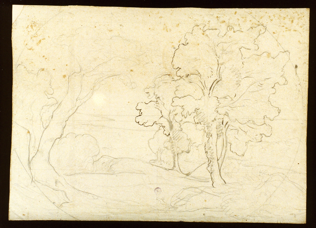 studio di alberi (disegno) di Gigante Giacinto (sec. XIX)