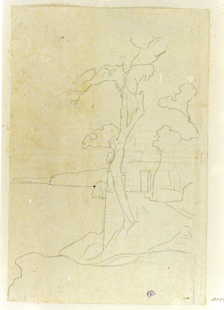 studio di albero presso Vico Equense (disegno) di Gigante Giacinto (sec. XIX)