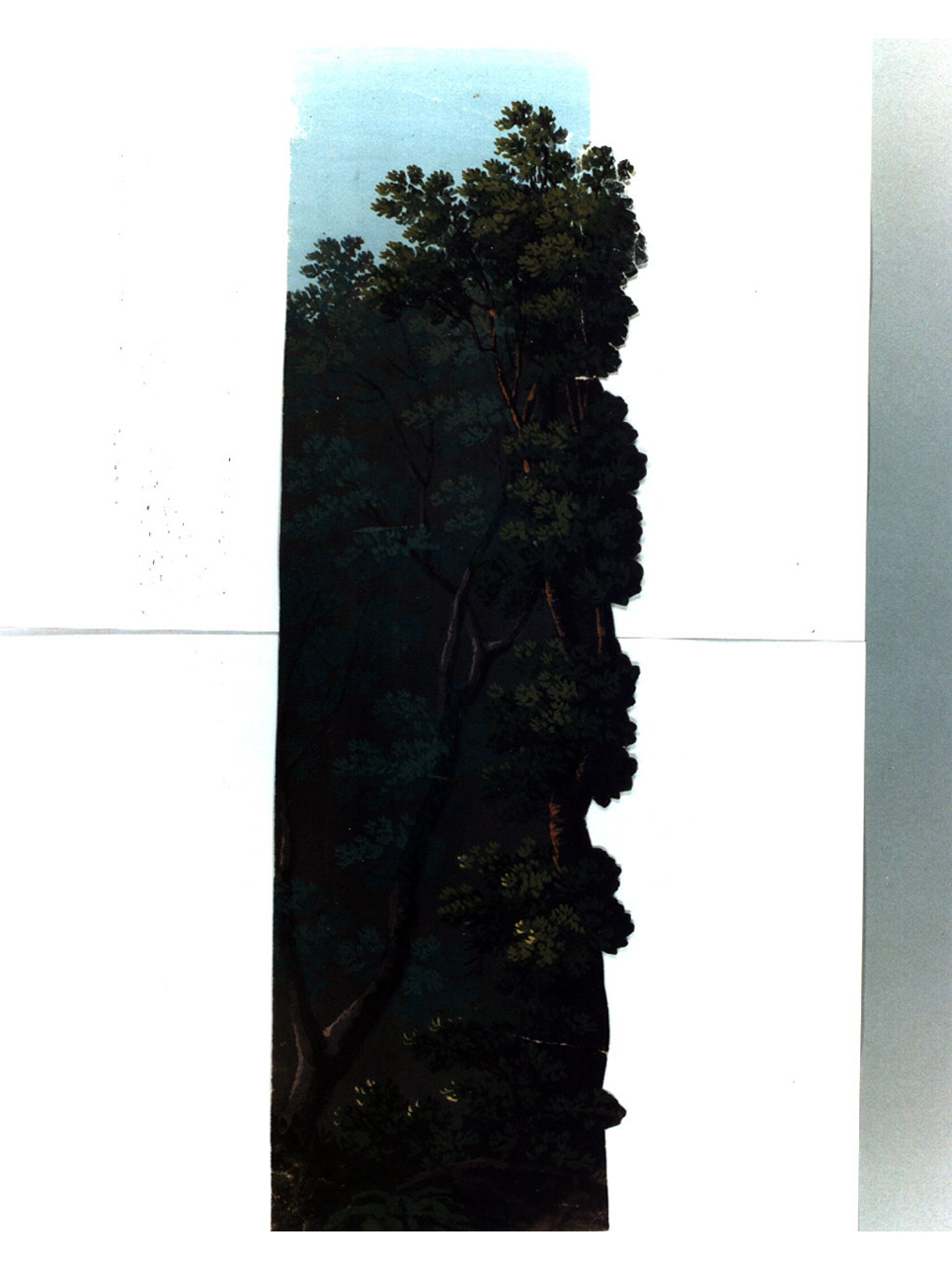 alberi (disegno, elemento d'insieme) di Galluzzi Leopoldo (sec. XIX)