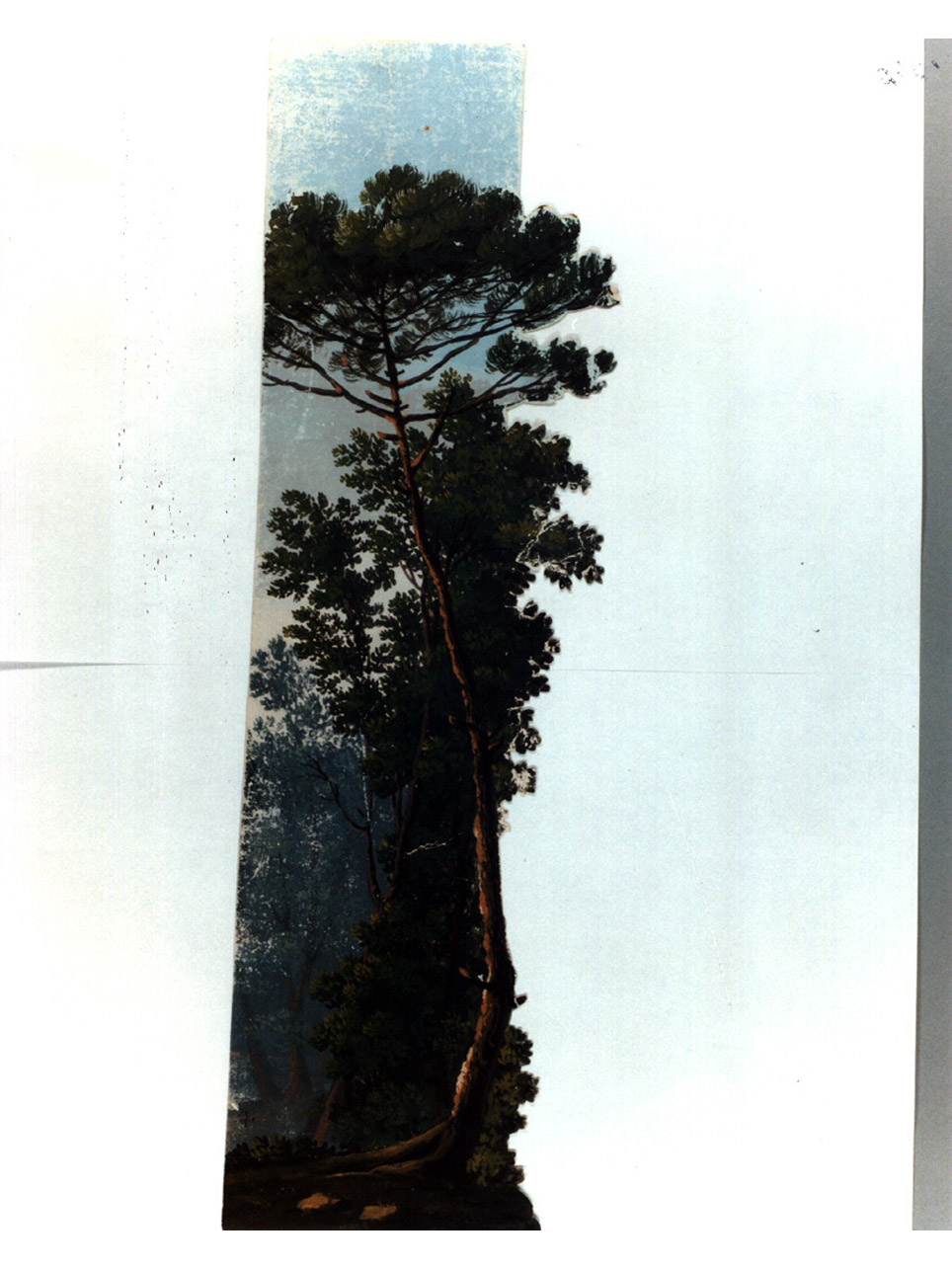 alberi (disegno, elemento d'insieme) di Galluzzi Leopoldo (sec. XIX)