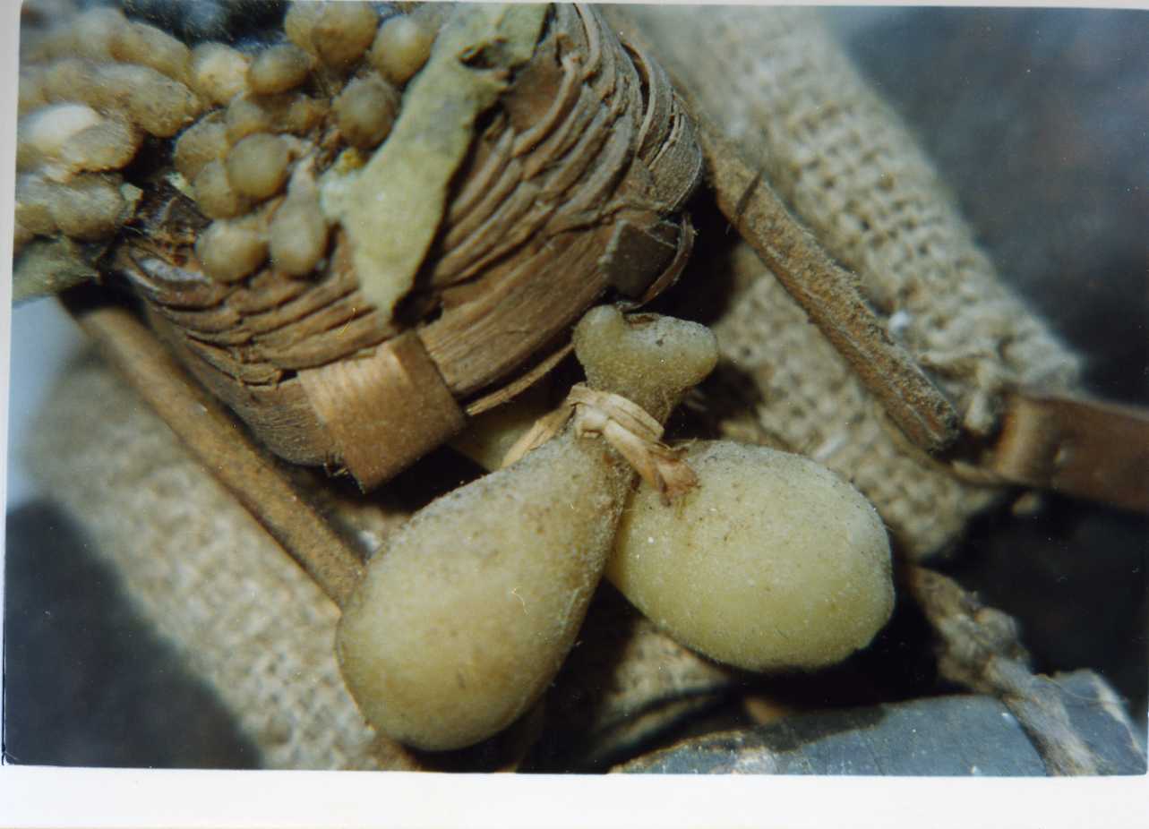 provoloni (scultura miniaturistica, paio) - manifattura napoletana (secc. XVIII/ XIX)