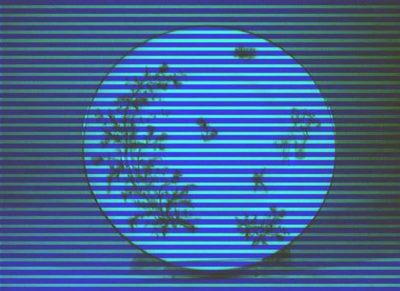 motivi decorativi vegetali e animali (piatto) - manifattura Ch. Pillivuyt (sec. XIX)