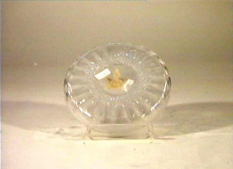 piattino - bottega italiana (sec. XIX)