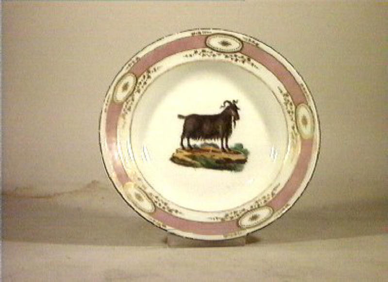 motivi decorativi vegetali e animali (piatto) - Real Fabbrica di Napoli (secc. XVIII/ XIX)