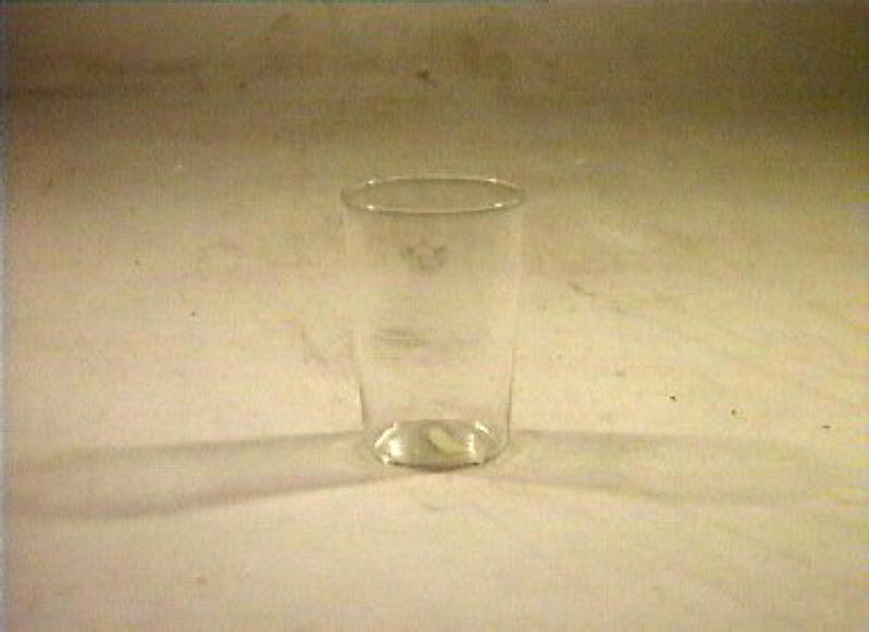 bicchiere - bottega italiana (sec. XIX)