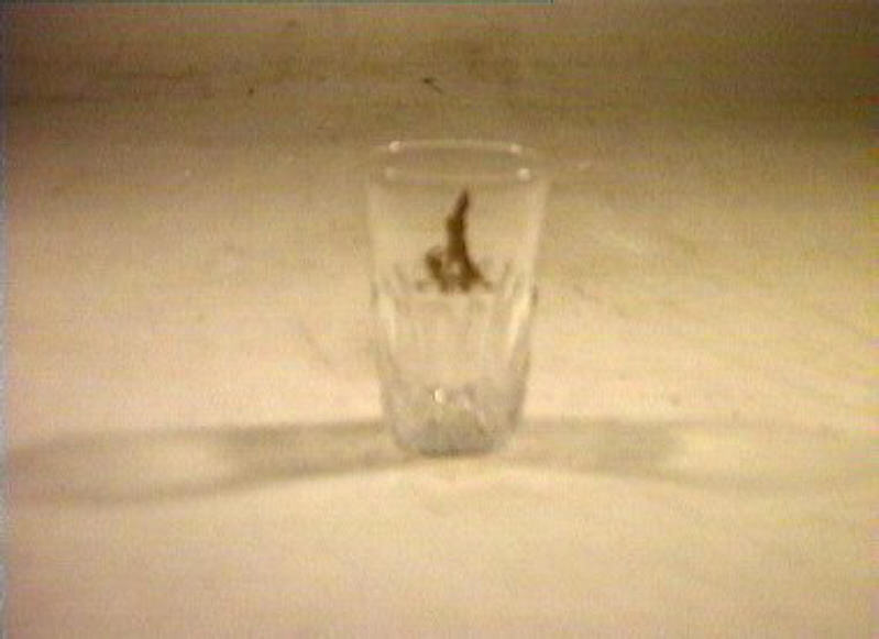 bicchiere - bottega italiana (sec. XIX)