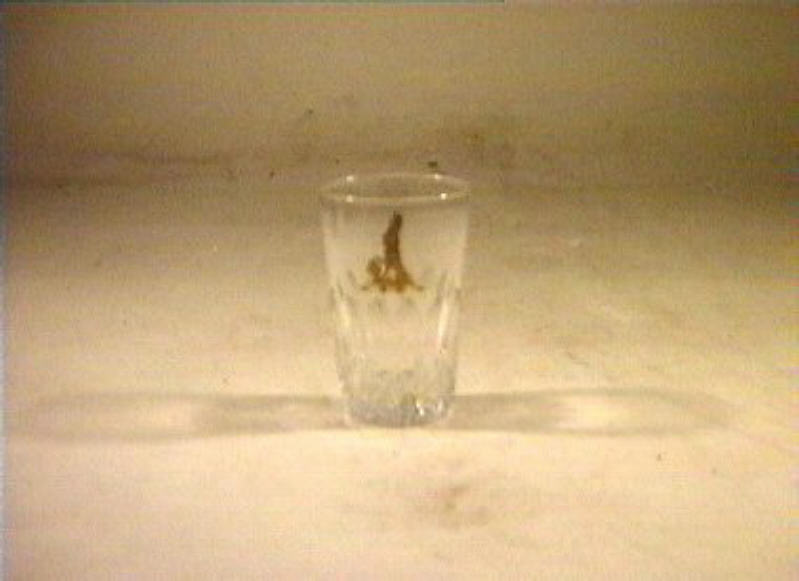 bicchiere - bottega italiana (sec. XIX)