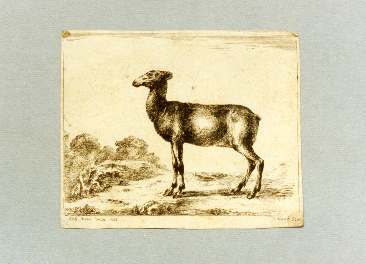 antilope (stampa) di Della Bella Stefano, Denon Dominique Vivant (secc. XVIII/ XIX)