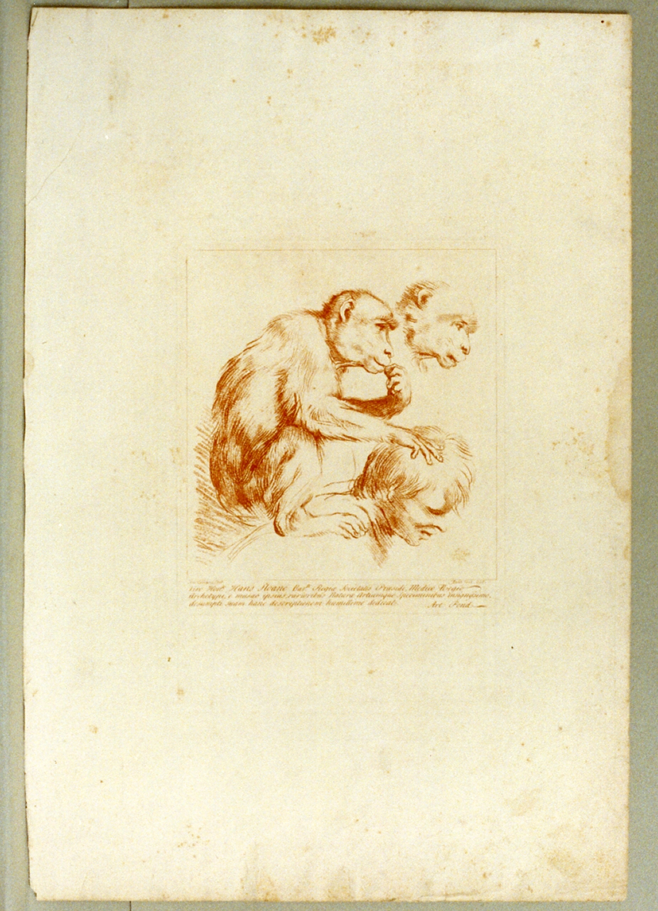 studio di scimmie e testa di giovane (stampa) di Pond Arthur (sec. XVIII)