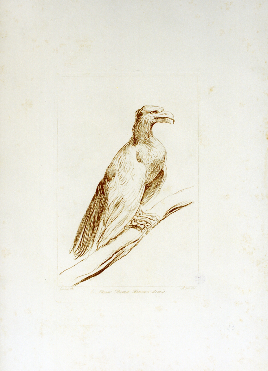 aquila (stampa) di Pond Arthur (sec. XVIII)