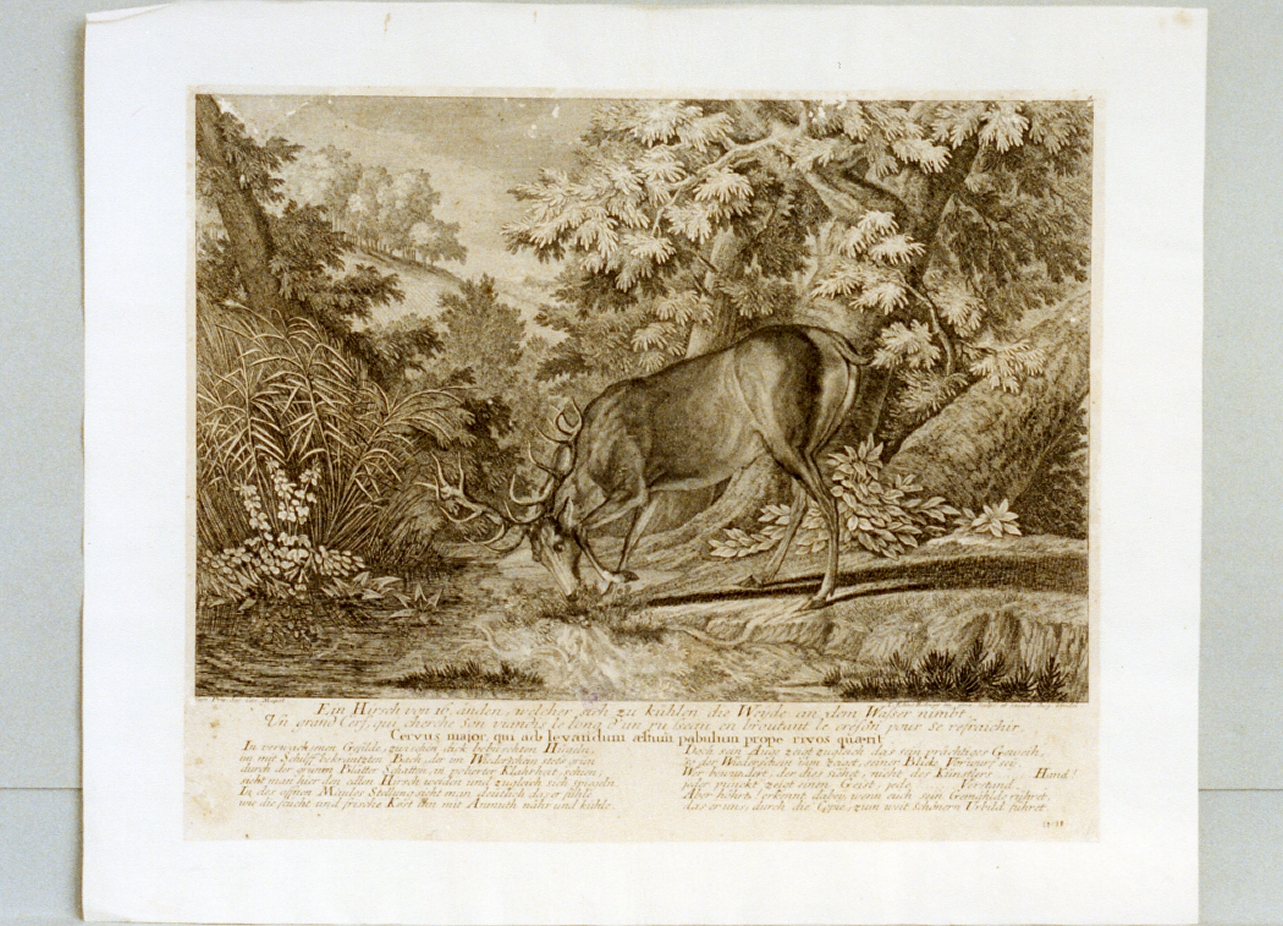cervo (stampa) di Ridinger Johann Elias (sec. XVIII)