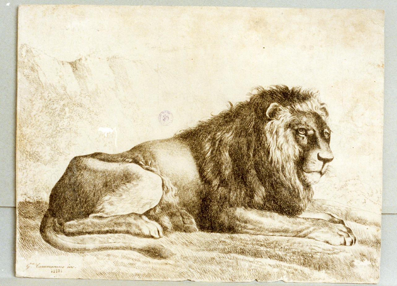 leone (stampa) di Cammarano Giuseppe (sec. XIX)