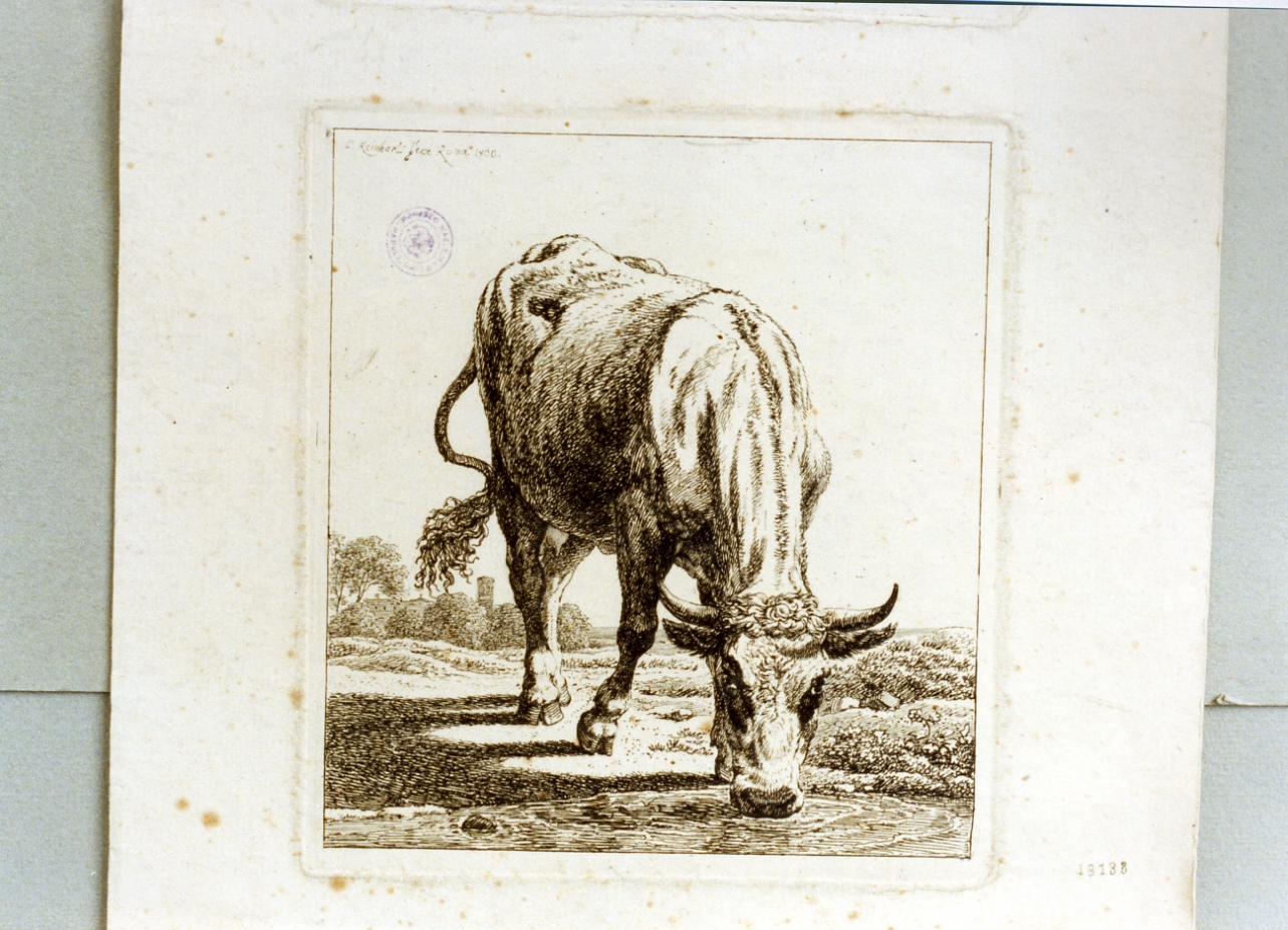 vacca (stampa) di Reinhart Johann Christian (sec. XIX)