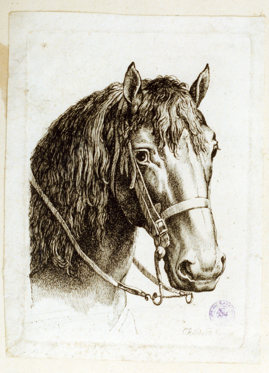 testa di cavallo (stampa tagliata) di Reinhart Johann Christian (sec. XIX)