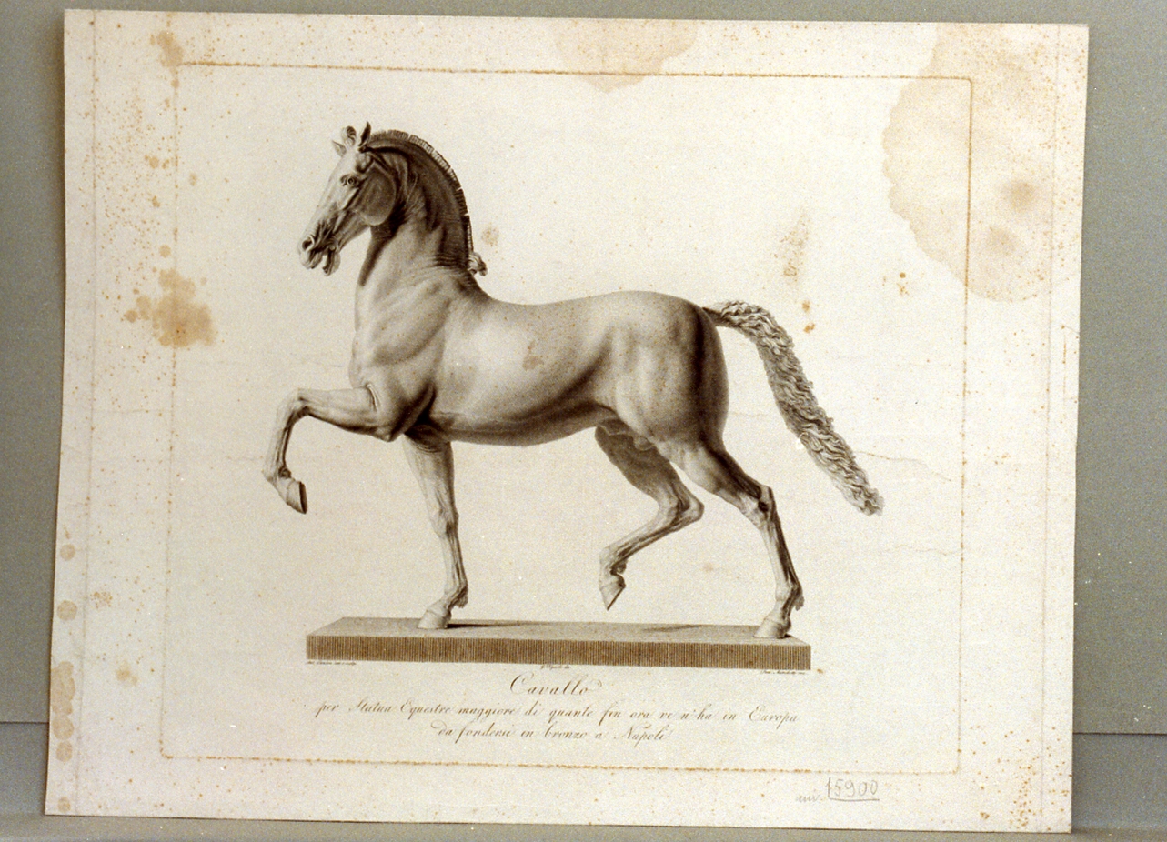 cavallo (stampa) di Marchetti Domenico, Tognolli Giovanni (sec. XIX)