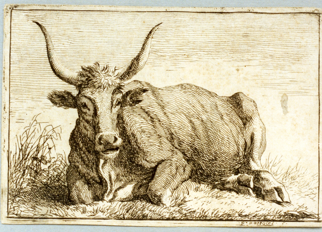 toro (stampa) di Parrocel Pierre (secc. XVII/ XVIII)