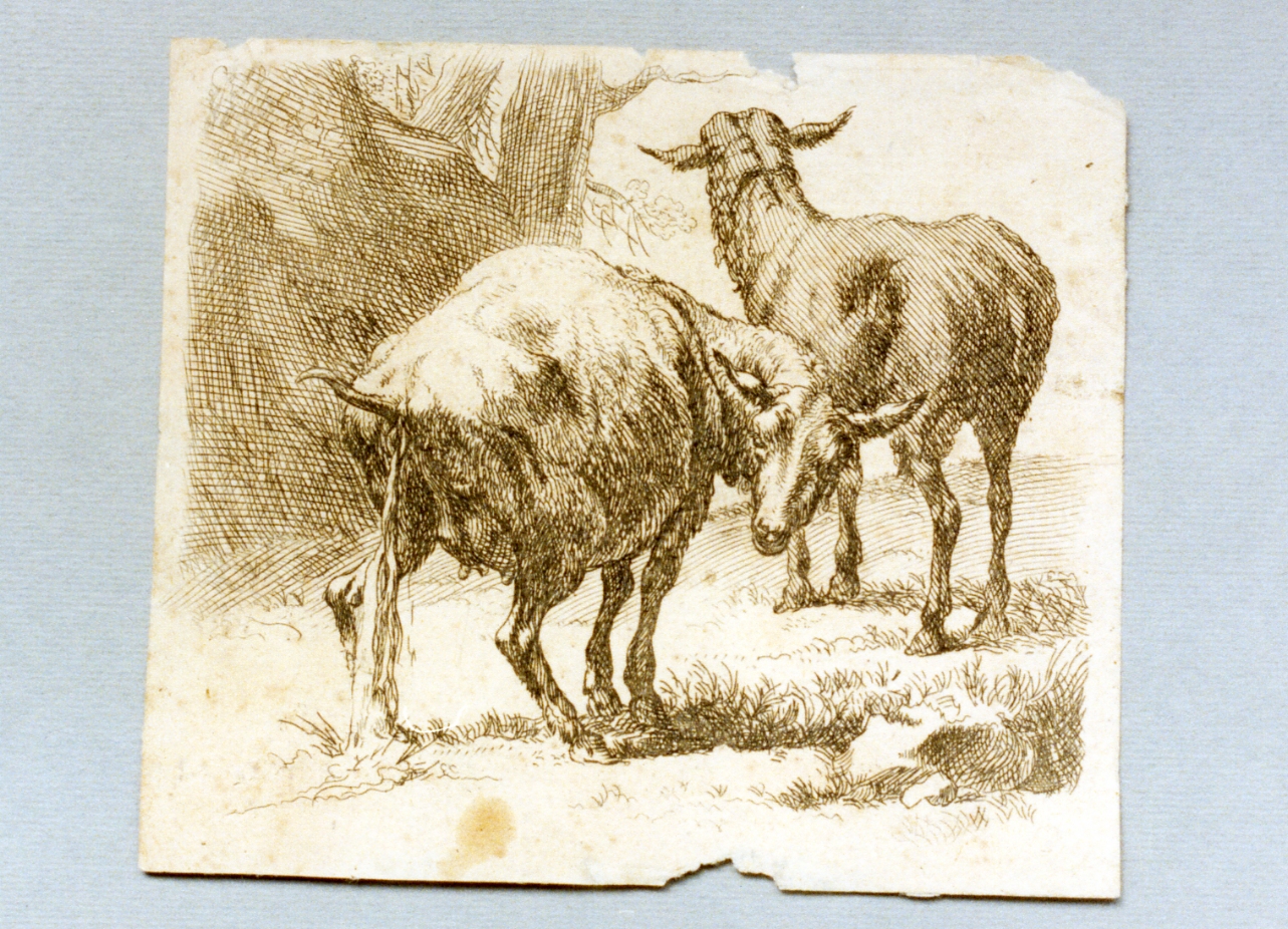 pecore al pascolo (stampa) - ambito fiammingo (prima metà sec. XVIII)