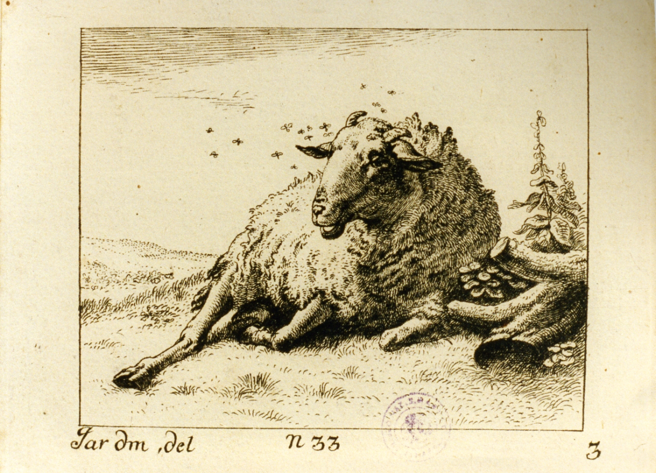 pecora (stampa tagliata) di Dujardin Karel (sec. XVII)