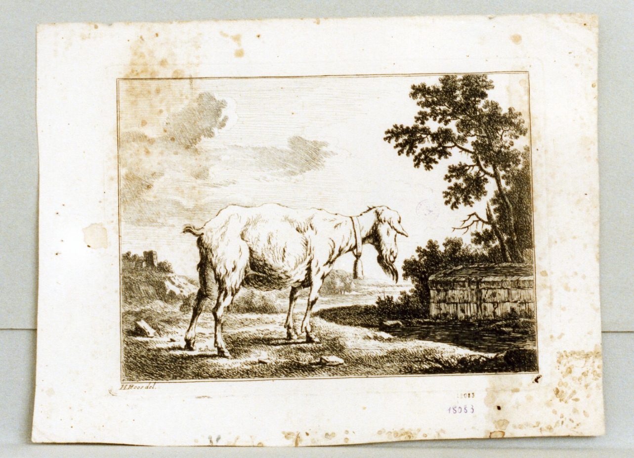 capra (stampa tagliata) di Roos Johann Heinich (sec. XVII)