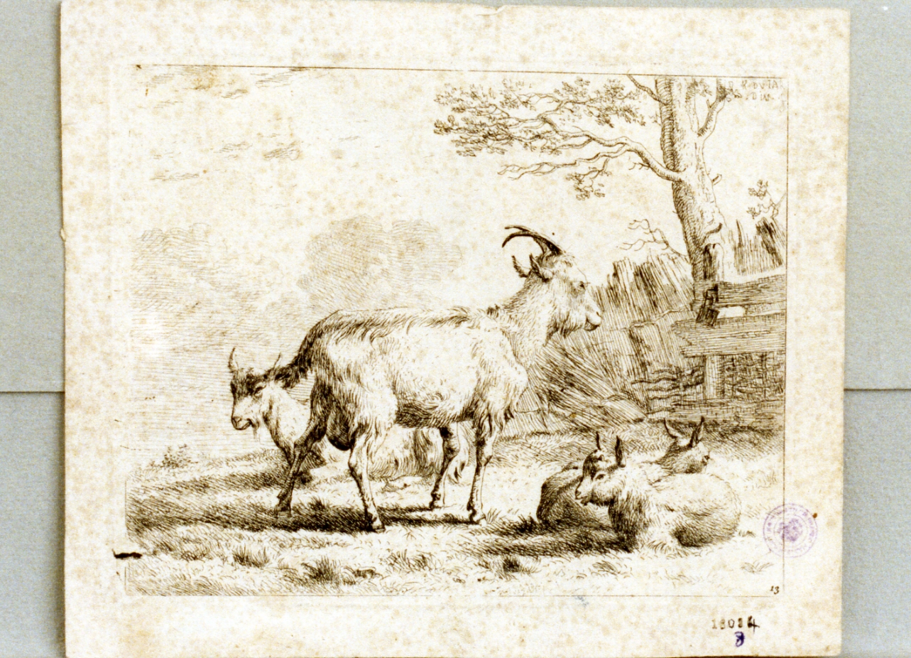 animali (stampa) di Dujardin Karel (sec. XVII)